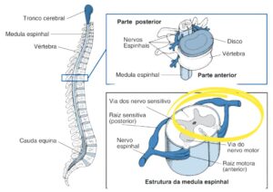 Leia mais sobre o artigo O que é Radiculopatia? Sintomas e Tratamentos.